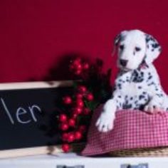 Dalmatian Puppy for sale in KENT, OH, USA