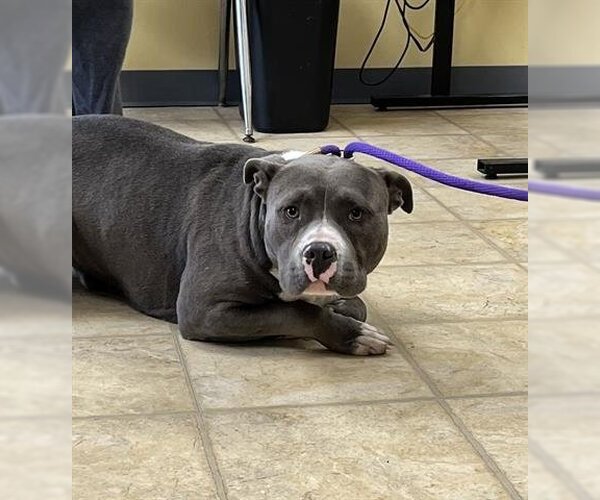 Medium Photo #1 American Pit Bull Terrier Puppy For Sale in Norfolk, VA, USA