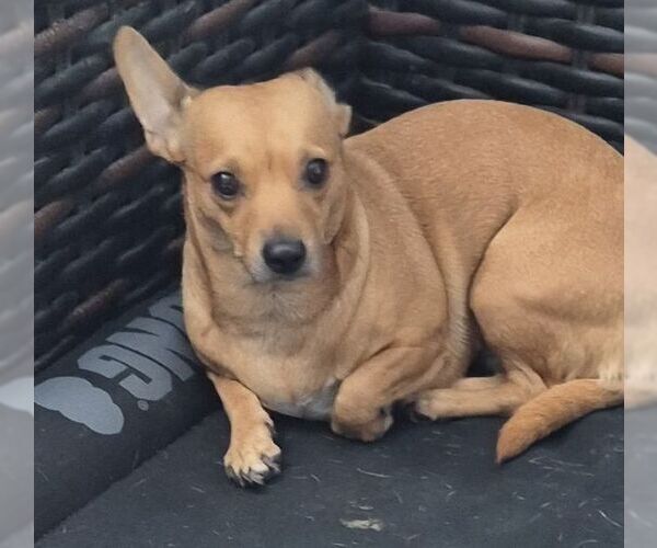 Medium Photo #1 Chihuahua-Unknown Mix Puppy For Sale in Carrollton, TX, USA