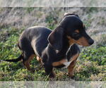 Small #1 Dachshund