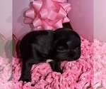 Small Photo #3 French Bulldog Puppy For Sale in CLARKS SUMMIT, PA, USA