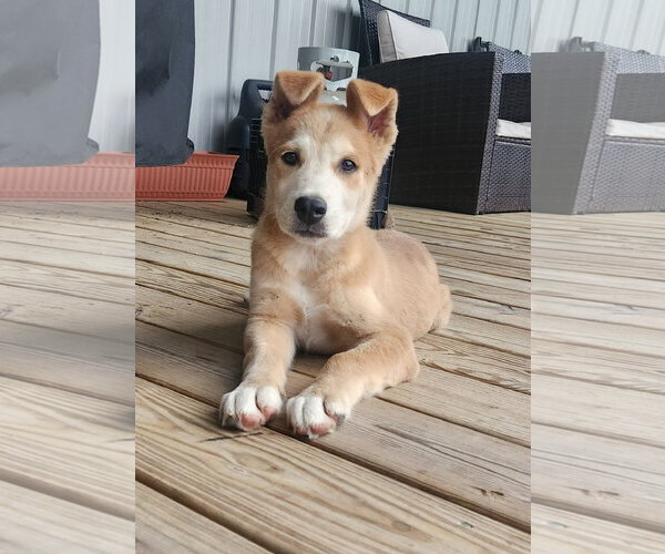 Medium Photo #2 Siberian Husky-Unknown Mix Puppy For Sale in Oakhurst, NJ, USA