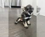Small Photo #4 Schnauzer (Miniature) Puppy For Sale in KANNAPOLIS, NC, USA