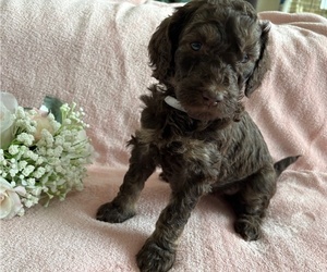 Medium Poodle (Standard)