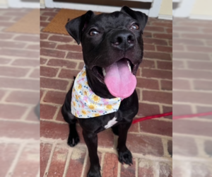 American Pit Bull Terrier-Unknown Mix Dogs for adoption in Raleigh, NC, USA
