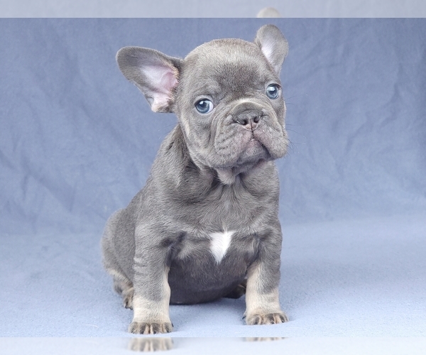 Medium Photo #12 French Bulldog Puppy For Sale in BOSTON, MA, USA