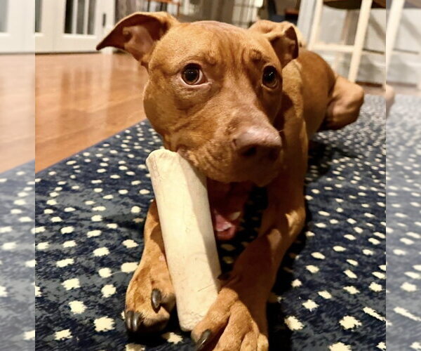 Medium Photo #3 Mutt Puppy For Sale in Canton, CT, USA