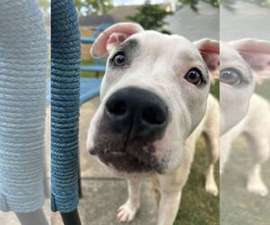 Boxer-Unknown Mix Dogs for adoption in Germantown, OH, USA