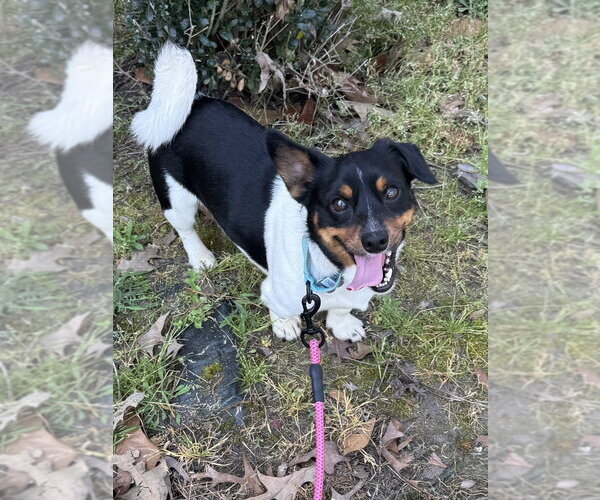 Medium Photo #2 Mutt Puppy For Sale in Boston, MA, USA