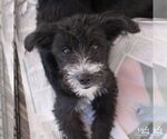 Small Photo #3 Jack Russell Terrier-Unknown Mix Puppy For Sale in Washington, DC, USA