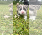 Small American Bully