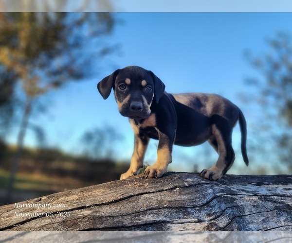 Medium Photo #1 Catahoula Leopard Dog Puppy For Sale in CUMBY, TX, USA