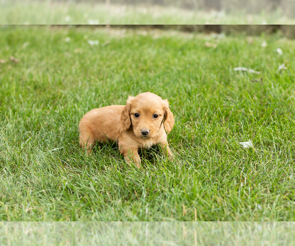 Medium Photo #4 Dachshund Puppy For Sale in MILFORD, IN, USA