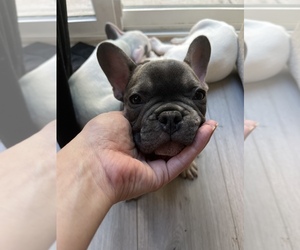 French Bulldog Puppy for sale in SACRAMENTO, CA, USA