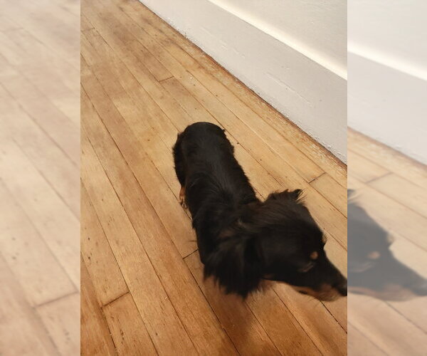Medium Photo #8 Tibetan Spaniel-Unknown Mix Puppy For Sale in San Francisco, CA, USA