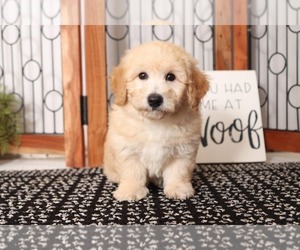 Bichpoo Puppy for sale in NAPLES, FL, USA