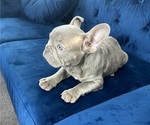 Small Photo #24 French Bulldog Puppy For Sale in GREAT BARRINGTON, MA, USA