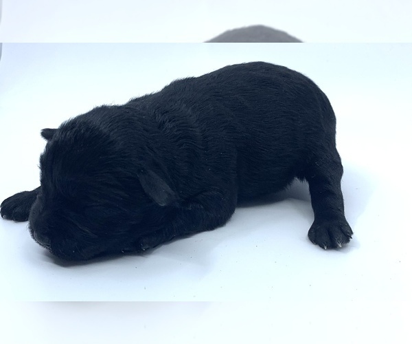 Medium Photo #4 Schnauzer (Miniature) Puppy For Sale in WINTERVILLE, GA, USA