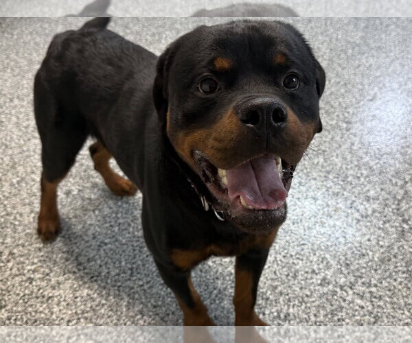 Medium Photo #14 Rottweiler Puppy For Sale in Mooresville, NC, USA