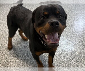 Ash - Male Rottweiler Dog for Adoption - Photo #10