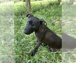 Small #3 Mutt
