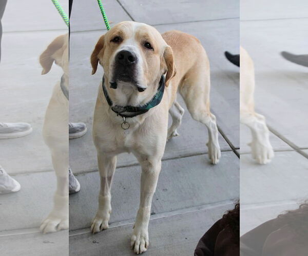 Medium Photo #2 Alaskan Malamute-Great Pyrenees Mix Puppy For Sale in Holly Springs, NC, USA
