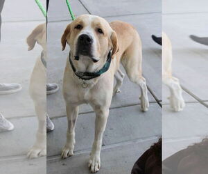 Cliff - Male Alaskan Malamute-Great Pyrenees Mix Dog for Adoption - Photo #2