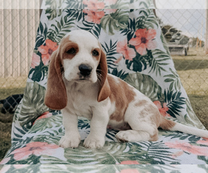 Basset Hound Puppy for sale in LIBERTY, KY, USA