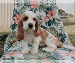 Small Basset Hound