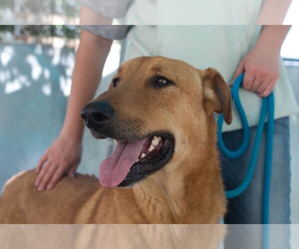 Medium Photo #1 Labrador Retriever-Unknown Mix Puppy For Sale in Apple Valley, CA, USA