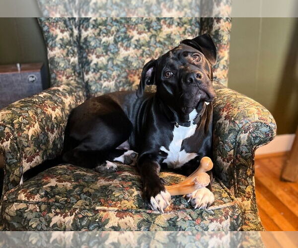 Medium Photo #8 American Staffordshire Terrier-Labrador Retriever Mix Puppy For Sale in Chester, VA, USA