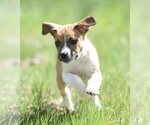 Small #7 Australian Shepherd-Chihuahua Mix