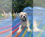 Small #4 Shih Tzu