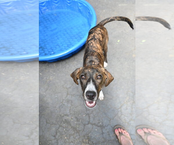 Medium Photo #5 Mutt Puppy For Sale in Wakefield, RI, USA