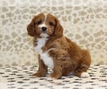 Small #3 Cavapoo