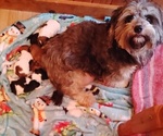 Small Photo #1 Cock-A-Tzu Puppy For Sale in WOBURN, MA, USA