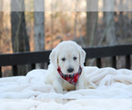 Small Photo #25 Goldendoodle Puppy For Sale in ROUGEMONT, NC, USA