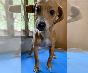 Chihuahua-Unknown Mix Dogs for adoption in Virginia Beach, VA, USA