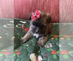 Puppy Red bow Yorkshire Terrier