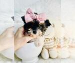 Small #18 Yorkshire Terrier