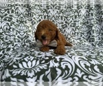 Small #5 Goldendoodle (Miniature)