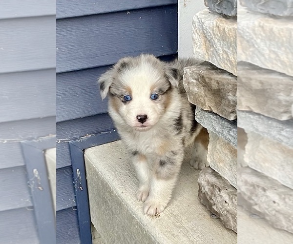 Medium Photo #4 Australian Shepherd Puppy For Sale in LODA, IL, USA