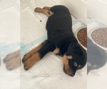 Small Photo #9 Rottweiler Puppy For Sale in SHELBYVILLE, IL, USA