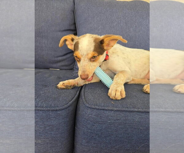 Medium Photo #5 Mutt Puppy For Sale in Dana Point, CA, USA