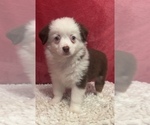 Small Photo #2 Miniature Australian Shepherd Puppy For Sale in MARTINSVILLE, IN, USA