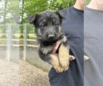 Image preview for Ad Listing. Nickname: Litter of 9