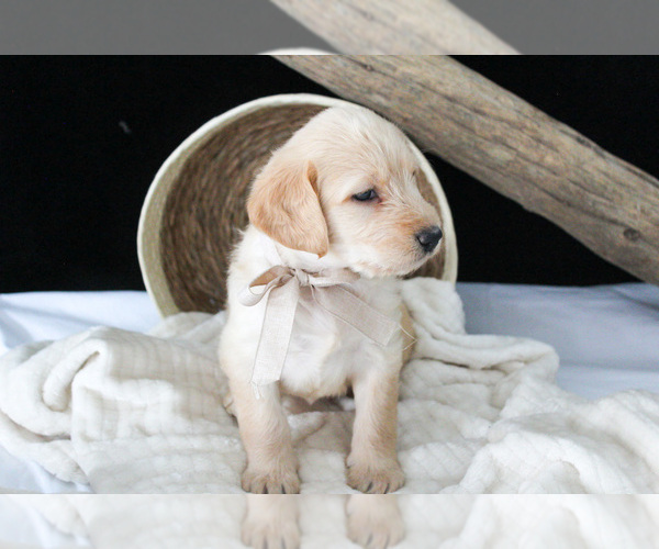 Medium Photo #3 Labradoodle Puppy For Sale in NAPPANEE, IN, USA