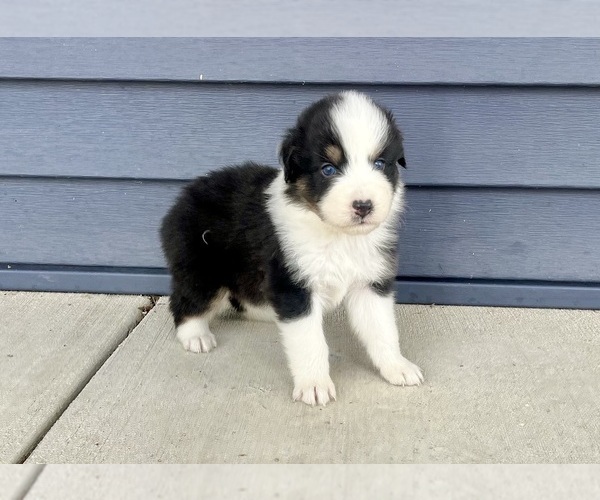 Medium Photo #7 Australian Shepherd Puppy For Sale in LODA, IL, USA
