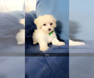 Medium Maltipoo (Miniature)