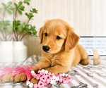 Small #2 Golden Retriever
